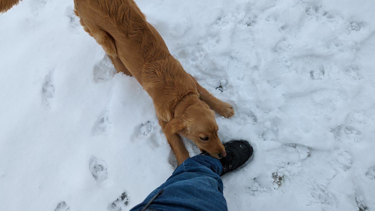 My dog, after chewing up my Starlink cable.