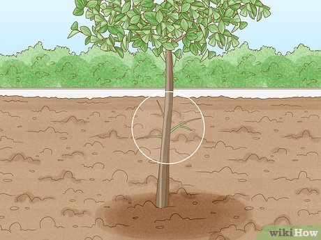 Image titled Prune Citrus Trees Step 10