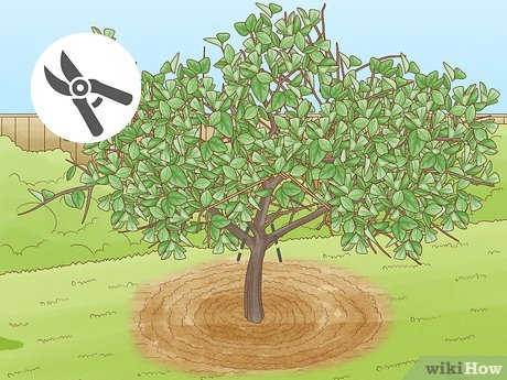 Image titled Prune Citrus Trees Step 12