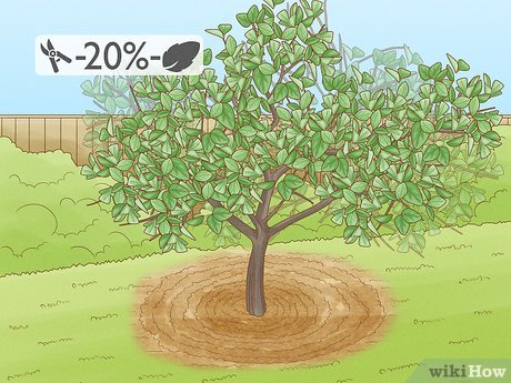 Image titled Prune Citrus Trees Step 4