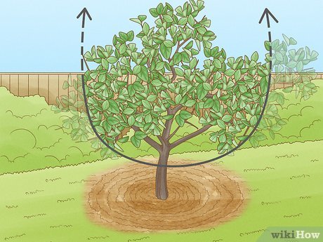 Image titled Prune Citrus Trees Step 5