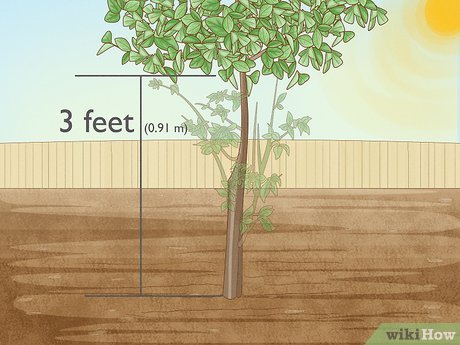 Image titled Prune Citrus Trees Step 6