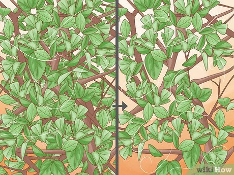 Image titled Prune Citrus Trees Step 9