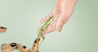 Care for Green Anole Lizards
