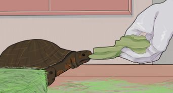 Care for a Hibernating Turtle