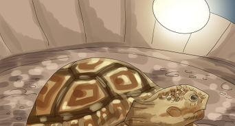Care for a Tortoise