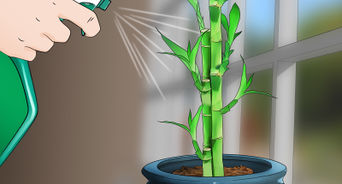 Care for an Indoor Bamboo Plant