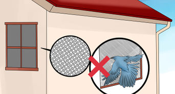 Chase a Bird out of an Enclosed Porch or a House