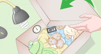 Create an Egg Incubator for Wild Bird Eggs