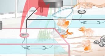 Cure Goldfish Dropsy