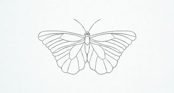 Draw a Butterfly