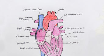 Draw the Internal Structure of the Heart