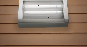 Get Rid of Flesh Flies