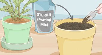 Get Rid of Gnats in Houseplants