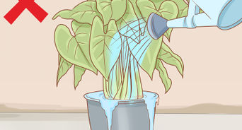 Get Rid of Powdery Mildew on Plants