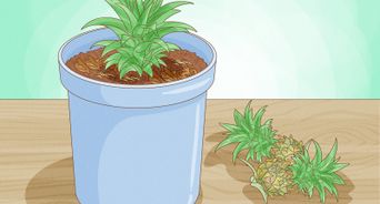 Grow Dwarf Pineapples