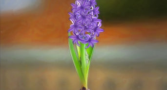 Grow a Hyacinth Bulb in Water