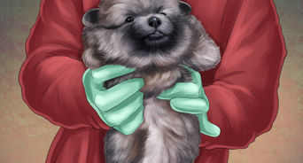 Help Your Dog After Giving Birth