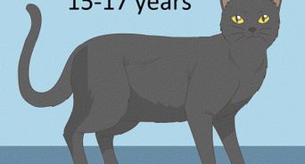 Identify a Bombay Cat