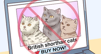 Identify a British Shorthair Cat