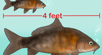 Keep Bass and Other American Gamefish in Your Home Aquarium