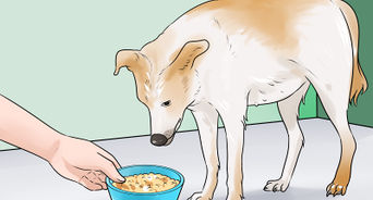 Know if a Pregnant Dog Has Reabsorbed the Fetus