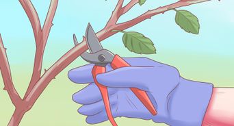 Make Roses Last Longer