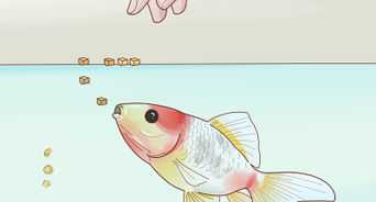 Prepare Fruits and Vegetables for Goldfish to Eat