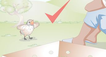 Take Care of a Wild Bird