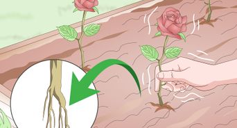 Take Rose Cuttings