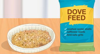 Tame Pigeons to Be out of Cage Permanently