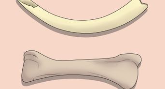 Tell Ivory from Bone
