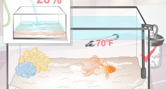 Tell if Your Goldfish Is an Adult