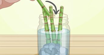 Trim Lucky Bamboo Plants