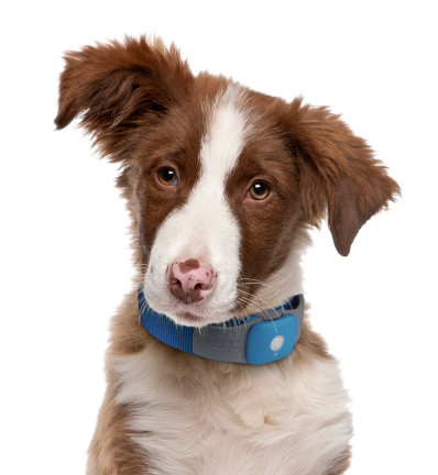 Tagg the Pet Tracker