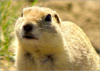 Gopher