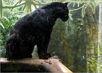 Panther
