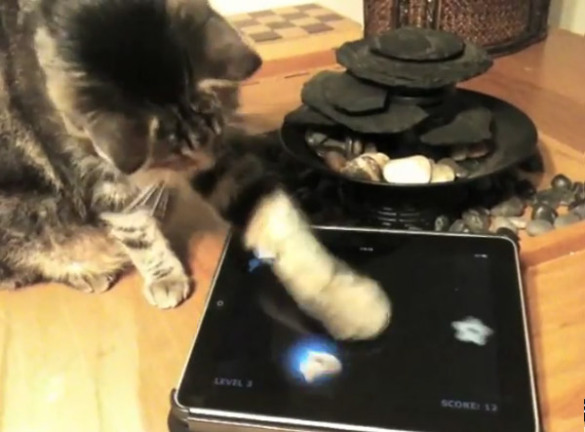 Games for Cats
