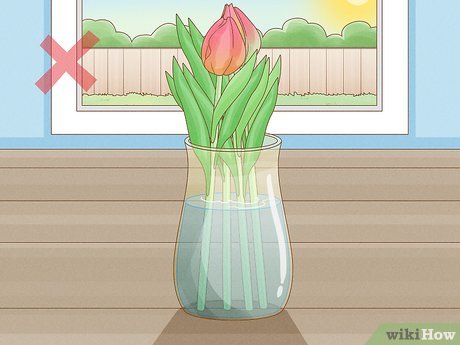 Image titled Care for Fresh Cut Tulips Step 12