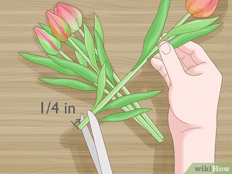 Image titled Care for Fresh Cut Tulips Step 3