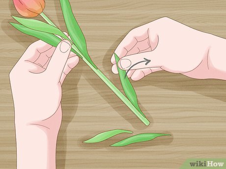 Image titled Care for Fresh Cut Tulips Step 4