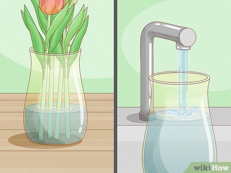 Image titled Care for Fresh Cut Tulips Step 9