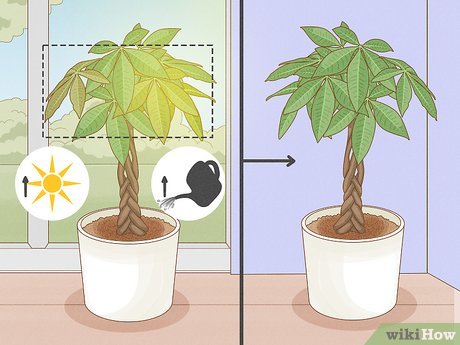 Image titled Care for a Money Tree Step 15