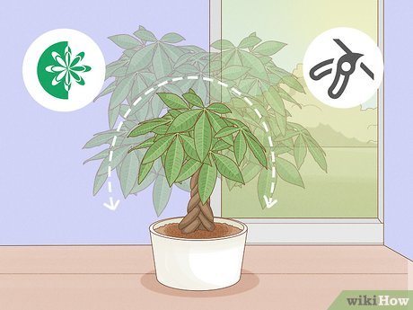 Image titled Care for a Money Tree Step 9
