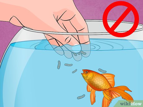 Image titled Fix Swim Bladder Disease in Goldfish Step 11