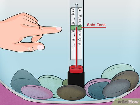 Image titled Fix Swim Bladder Disease in Goldfish Step 13