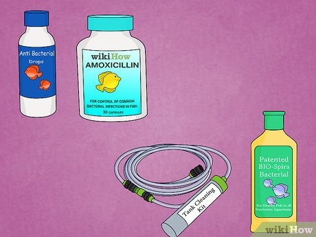 Image titled Fix Swim Bladder Disease in Goldfish Step 4