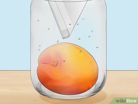 Image titled Get Rid of Fruit Flies Step 2Bullet1