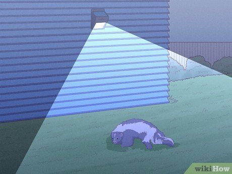 Image titled Get Rid of Skunks Step 1