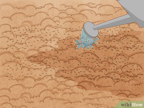 Image titled Grow Chamomile Step 16